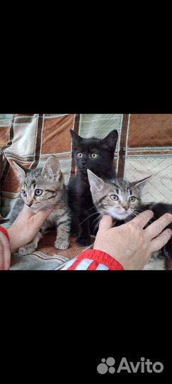 Кошки в добрые руки бесплатно