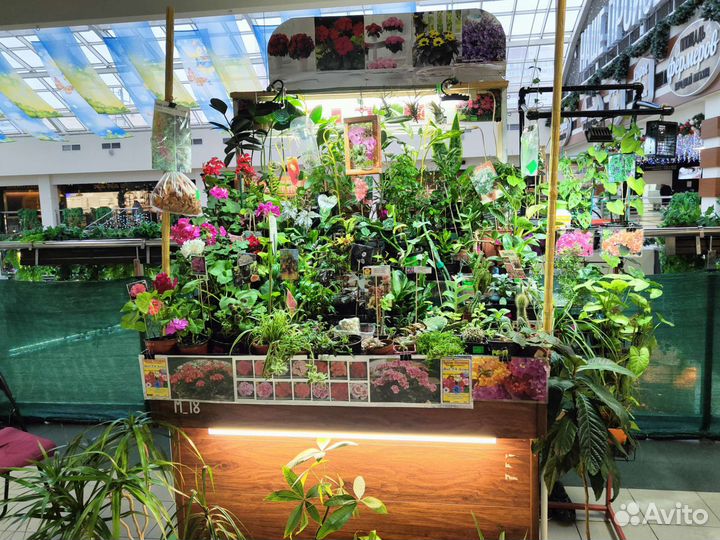 Комнатные цветы