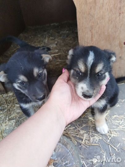 Собаки щенки бесплатно