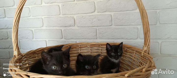 Черные котята в добрые руки бесплатно