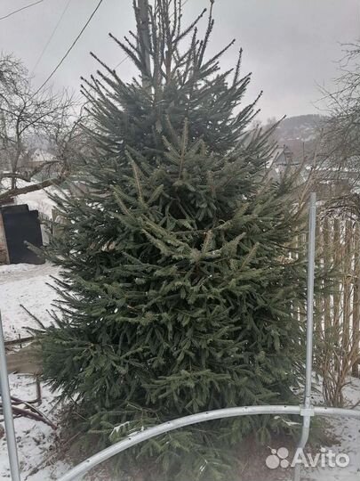 Ель обыкновенная