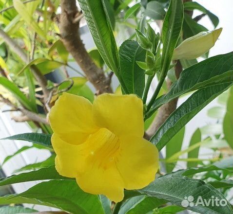Алламанда Allamanda schottii укорененные черенки
