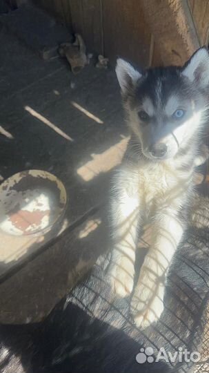 Щенки хаски, девочки