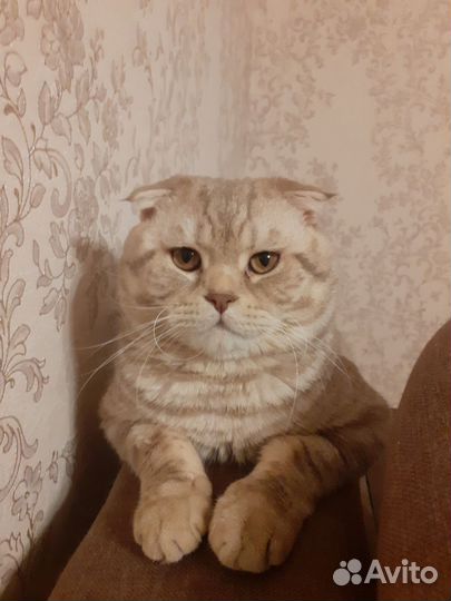 Шотландский вислоухий кот
