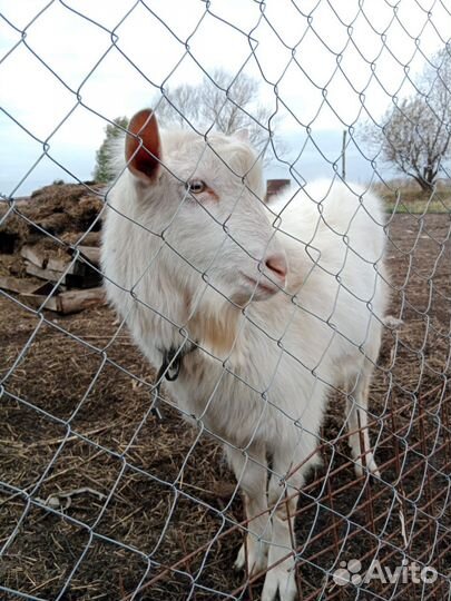 Козел зааненский