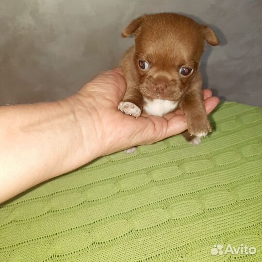 Щенки чихуахуа