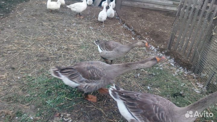 Гуси холмогоры-крупный серый