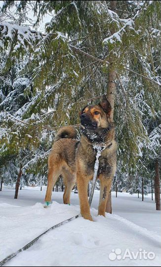 Собака ищет дом