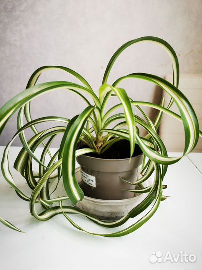 Хлорофитум кудрявый