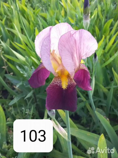 Ирисы бородатые