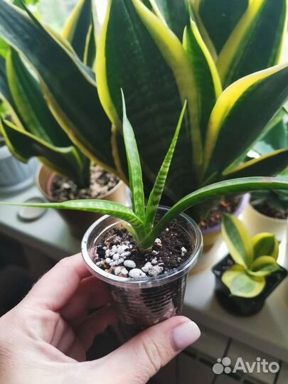 Сансевиерия фернвуд микадо