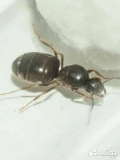 Lasius niger матка с расплодом