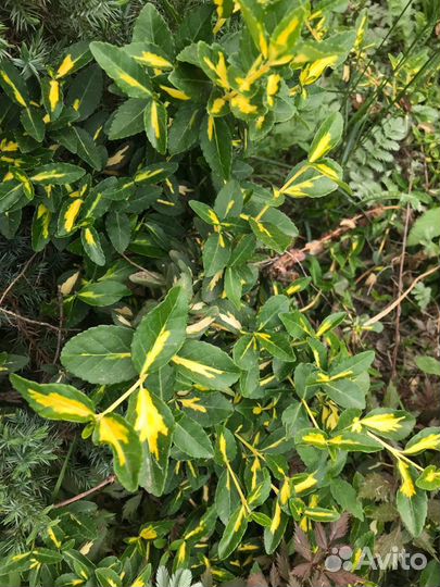 Бересклет почвопокровный