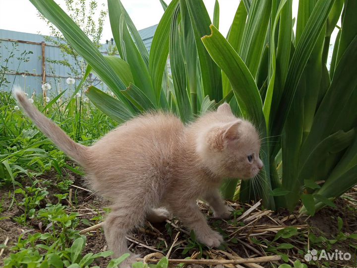 Кошка в дар бесплатно