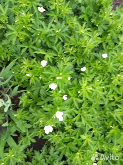 Ветренница или обмен на многолетние цветы