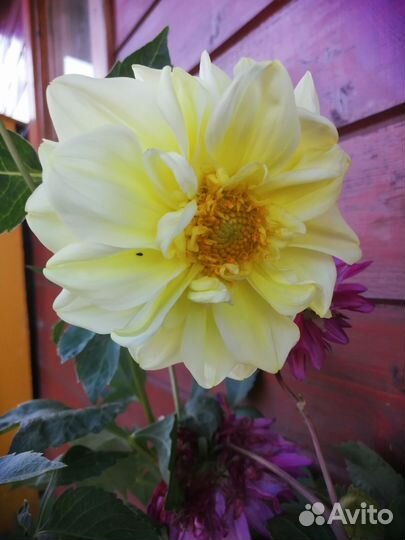 Георгины клубни