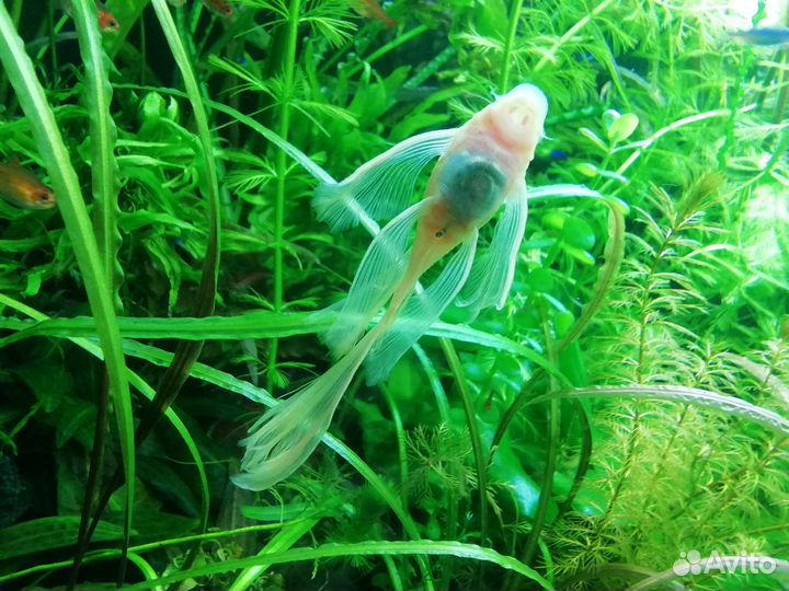 Сом вуалевый