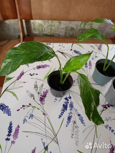 Спатифиллум даймонд