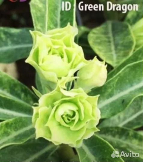 Арабикум, сомалийский адениум