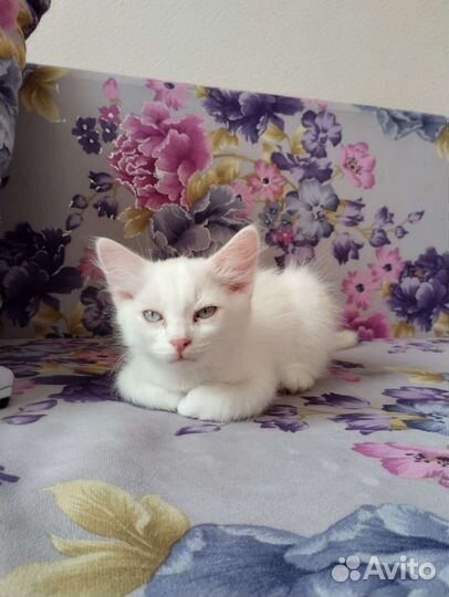 Кошки в добрые руки бесплатно