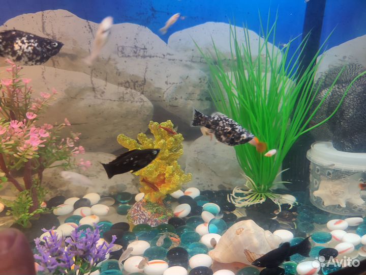 Аквариумные рыбки мальки гуппи моллинезии