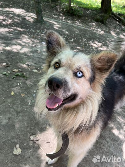 Домашняя передержка