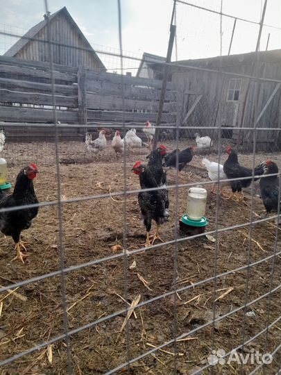 Молодые петушки