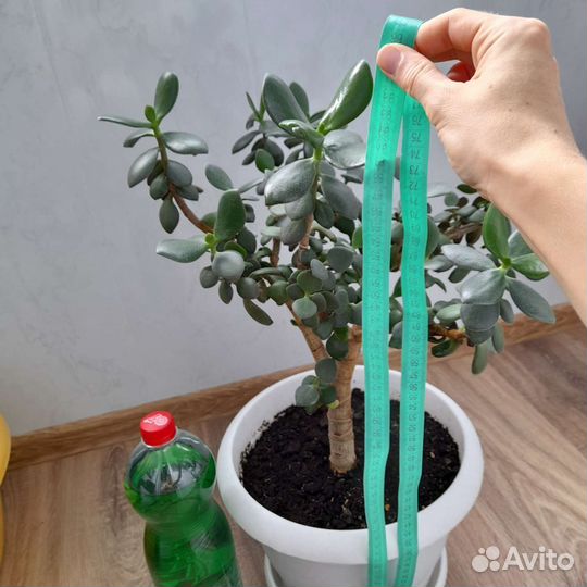 Крассула толстянка денежное