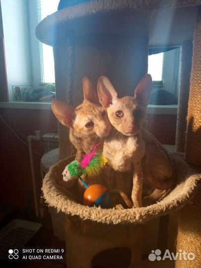 Котята Корниш-Рэкс