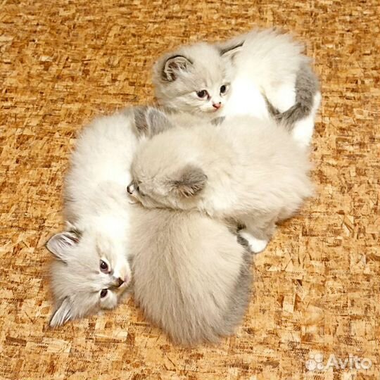 Невская маскарадная