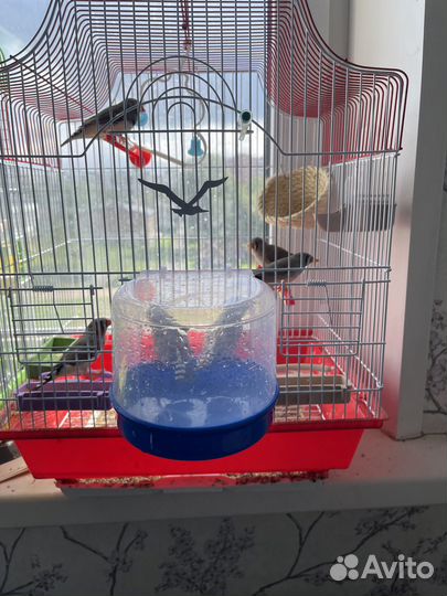 Зебровые амадины