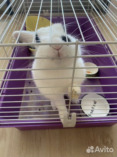 Кролик декоративный бесплатно с клеткой, лотком