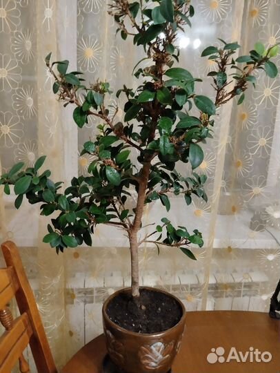 Комнатные цветы