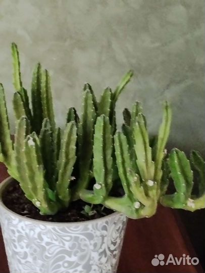 Кактусы и суккуленты