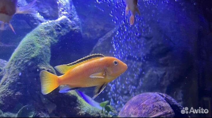 Рыбки цихлиды