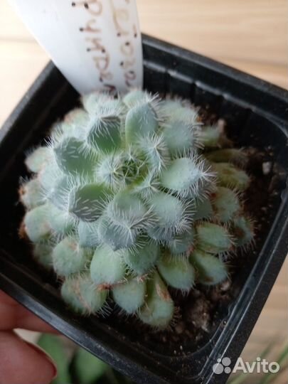 Суккуленты эхеверии