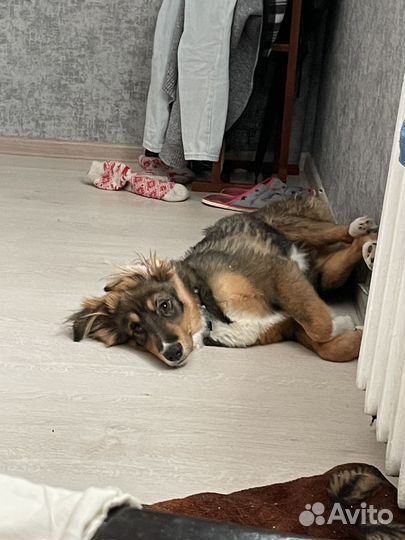 Собака в добрые руки