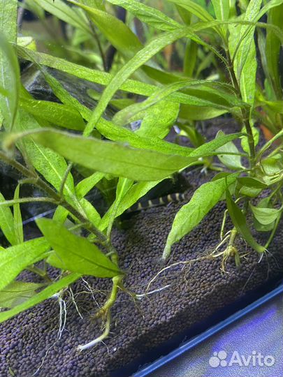 Аквариум 60л