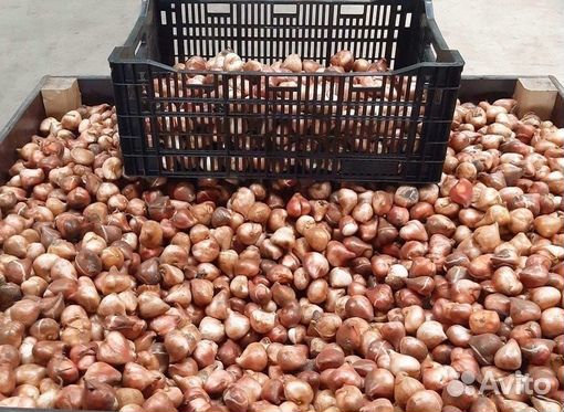 Луковицы тюльпанов оптом 11/12