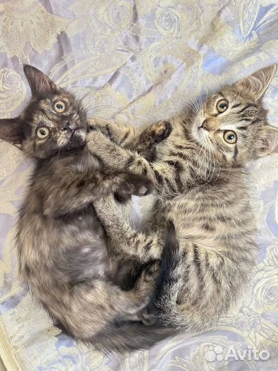 Котята в добрые руки приучены к лотку