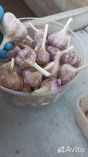 Чеснок на посадку