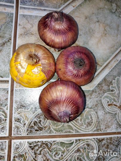 Луковицы гладиолусов и калл