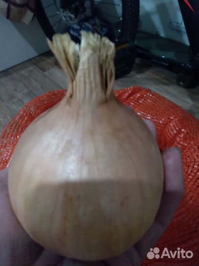 Лук семейный на посадку и лук репка