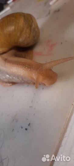 Улитки ахатины