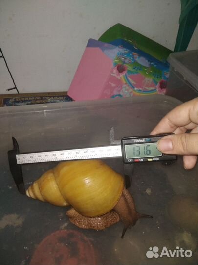 Африканские улитки Архахатина Маргината Иктерика