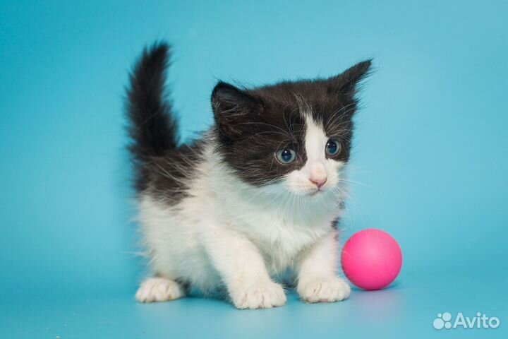 Милые котятки в поисках дома