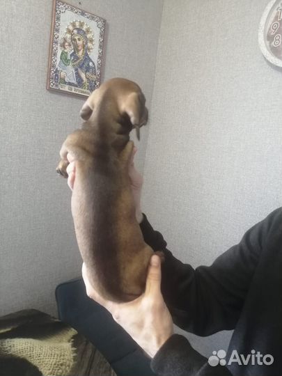 Карликовая такса щенки