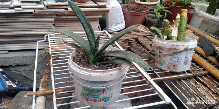 Гастерия (суккуленты)