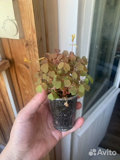 Оксалис вулканический кислица