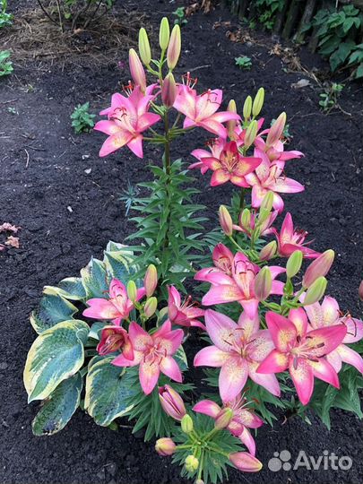 Луковицы лилии